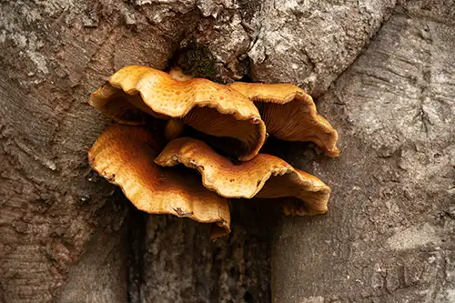 tree mushrooms in autumn (1)
