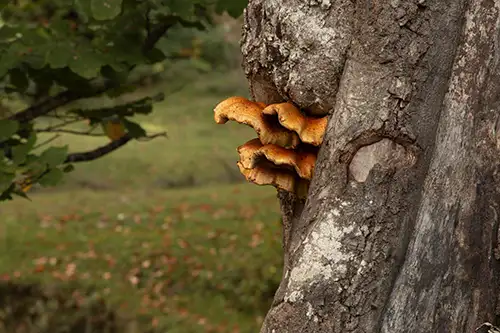 tree mushrooms in autumn (10)