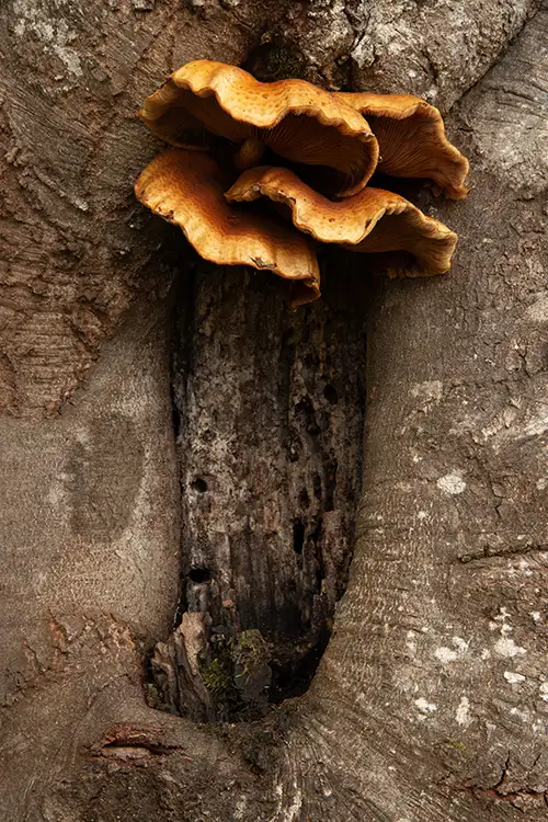 tree mushrooms in autumn (5)