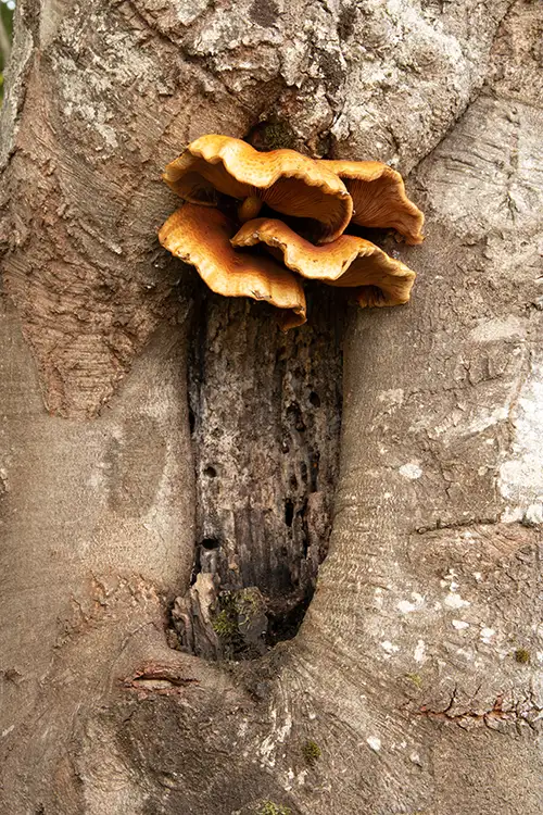 tree mushrooms in autumn (6)