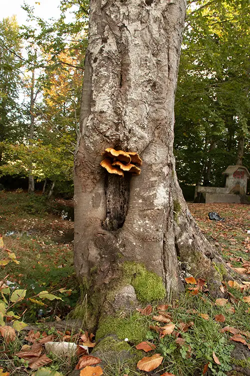 tree mushrooms in autumn (7)
