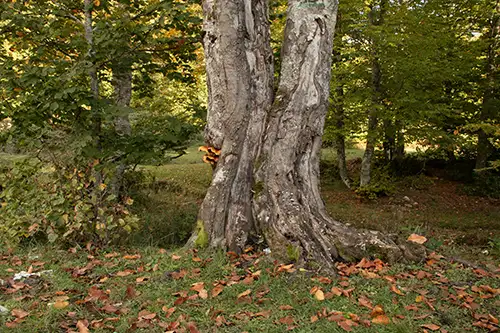 tree mushrooms in autumn (8)