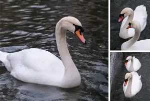 white swan image dataset